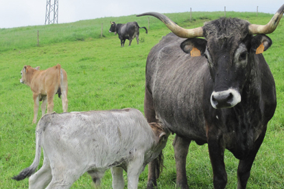 El Gobierno de Cantabria convoca 40.000 euros en ayudas para el asesoramiento a las explotaciones agrarias