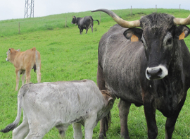 El Gobierno de Cantabria convoca 40.000 euros en ayudas para el asesoramiento a las explotaciones agrarias