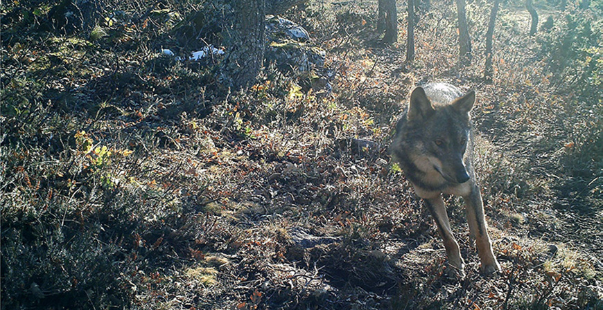 El Gobierno de Cantabria publica el censo del lobo 2024, en el que contabiliza un incremento del 92% en 10 aos